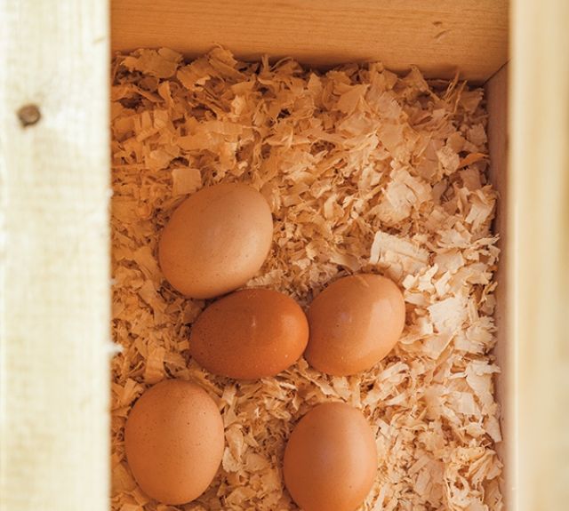 inside_nestbox_chickencoop_quakerstyle
