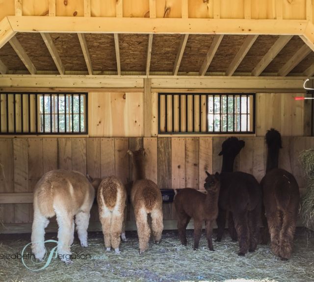 runin_extra windowgrill_hayracks