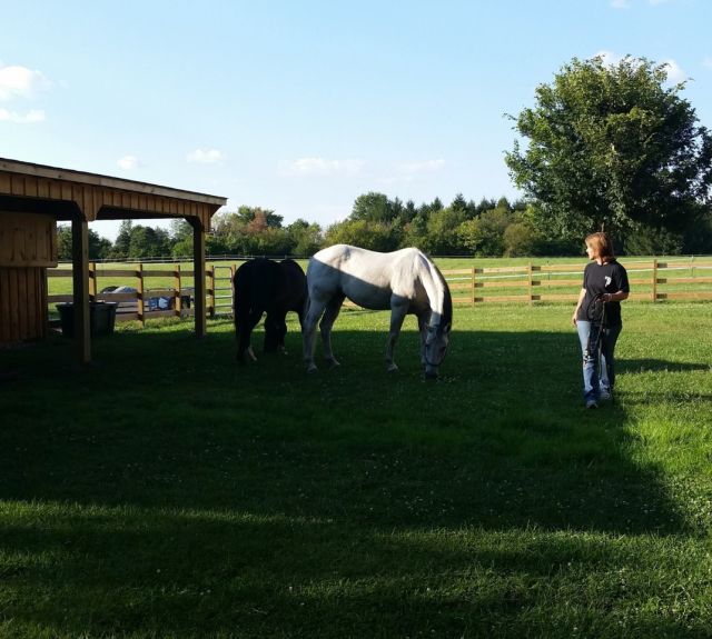 leanto_rowbarn_horses