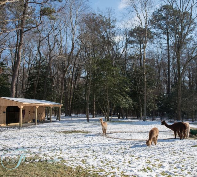 alpacas_leanto_runin_shedrow_combo