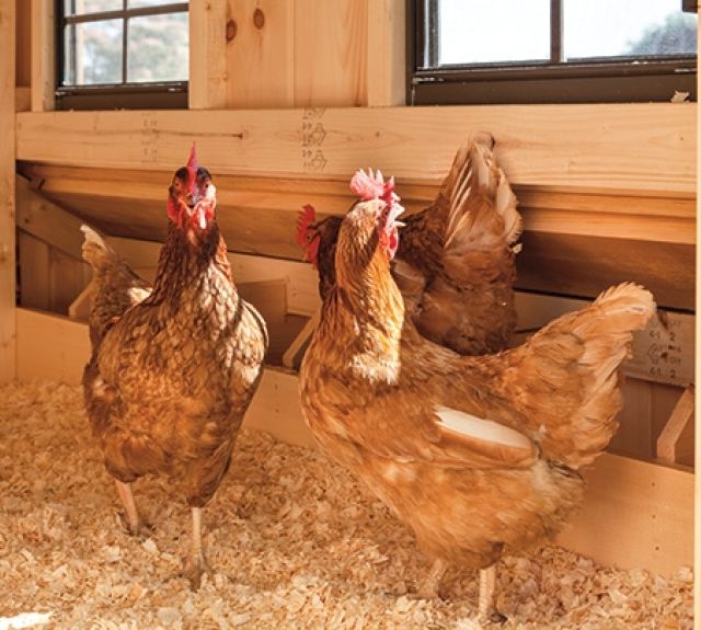 quaker_nestboxes_interiorview