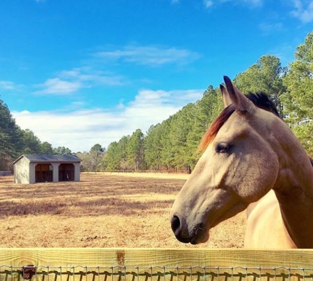 runinshed_aiken10x20