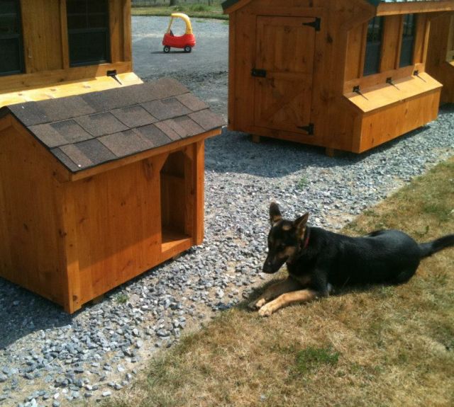 dogbox