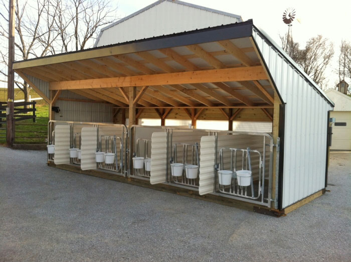 Calf Barn with back curtain